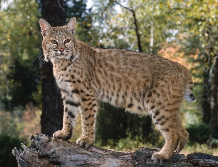 WATCH: Bobcat Greets Toddler Through Glass Porch Door
