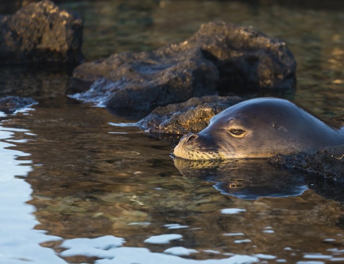 Hawaii Tourist Charged After Viral Seal-Harassment Video