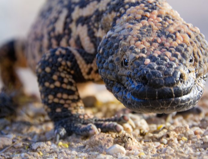 Who Has the Right of Way—Gila Monster or Rattlesnake? (Video)
