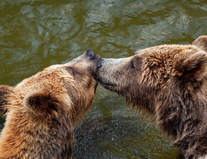 Mating Bears Block Trail for ‘Over an Hour’ in Alaska (Video)