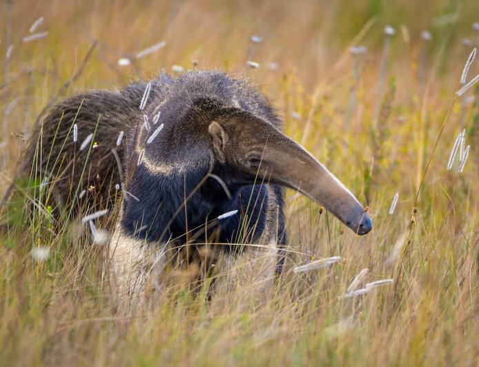WATCH: Can This Giant Anteater Fight off a Jaguar?