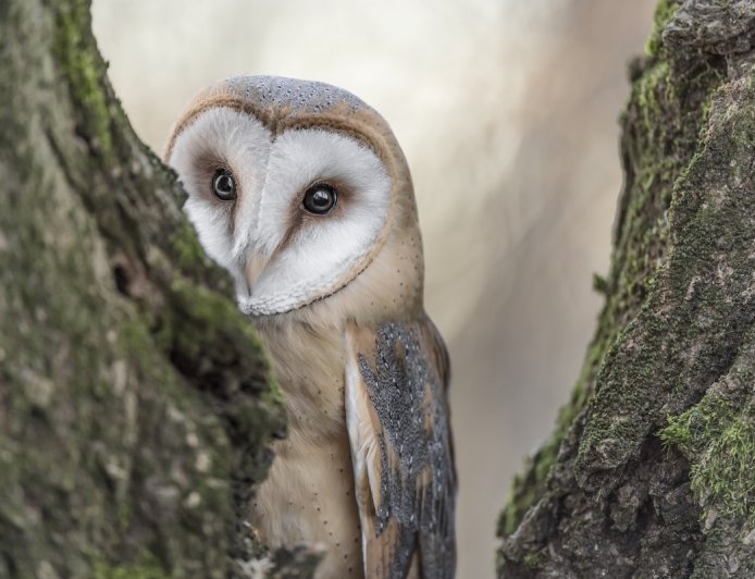 Sound up: Behold the Adorable Sound of an Owl Sneezing