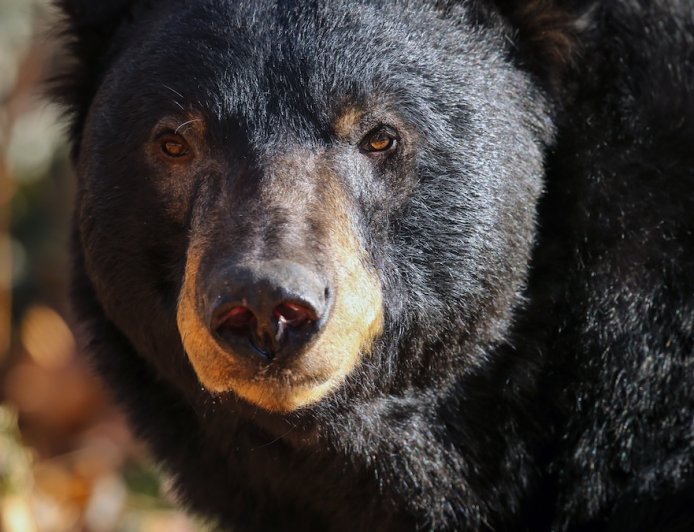 WATCH: Bear Peeks in to Say Hello to Mountain Biker in Canada