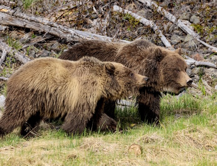 Man Sees 40 Grizzly Bears in One Day in Yellowstone Backcountry