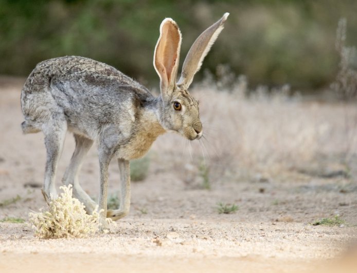 Jackrabbits Have an Intense Boxing Match in the Desert (Video)