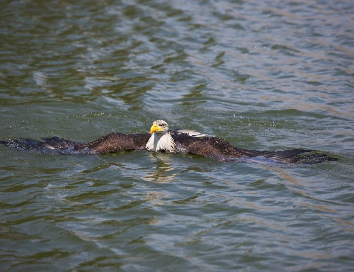 Why Is This Eagle Swimming in a New Hampshire Lake? Just Wait.