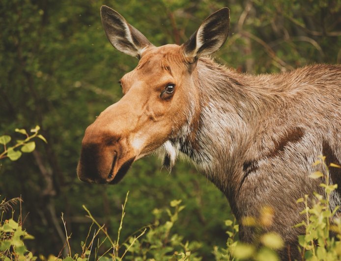 Unexpected Moose Blocks Doorway in Alaska (Video)