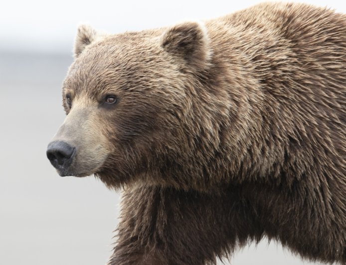 ‘An Absolute Unit of a Bear!’: Check out This Massive Grizzly