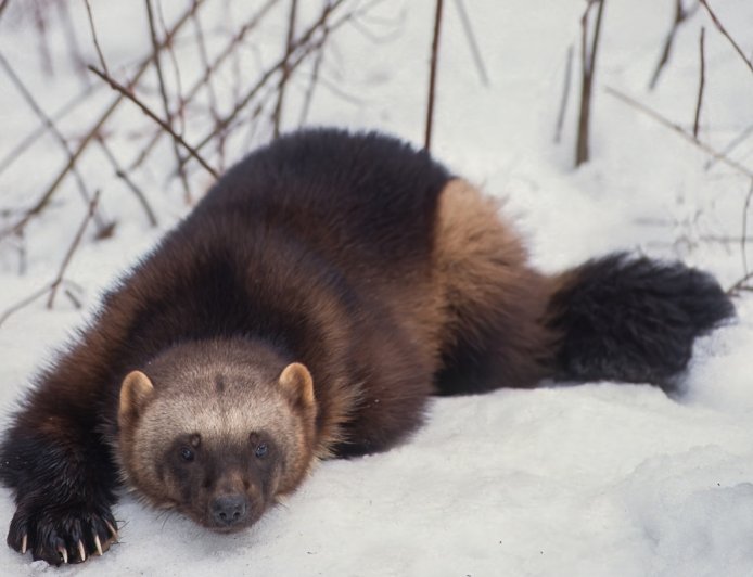 Caught on Trail Cam: Rare Wolverines in Idaho National Forest