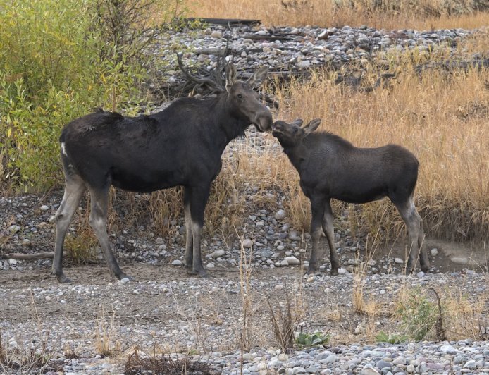 Angry Moose Attacks Person Walking Dogs in Colorado