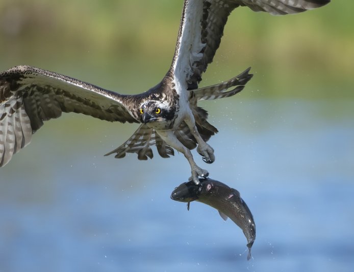 ‘Nature’s DoorDash’: Osprey Flies through Traffic with Large Fish