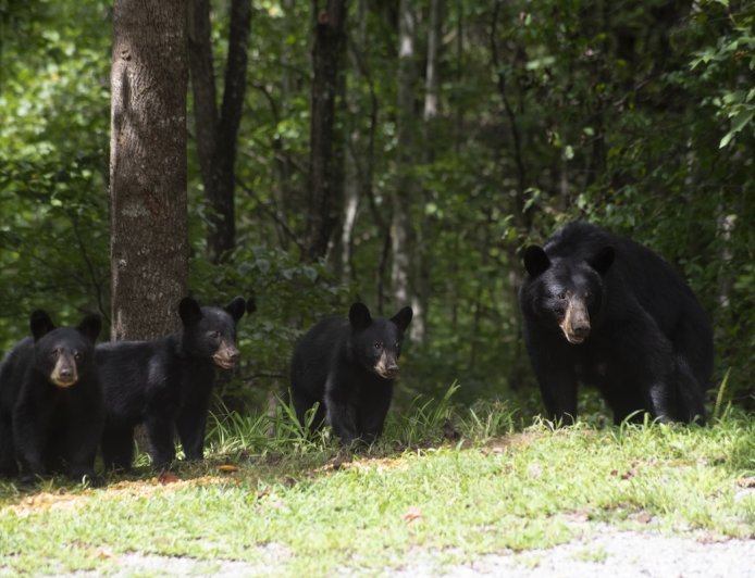 Mother Bear Attacks Trail Runner in British Columbia