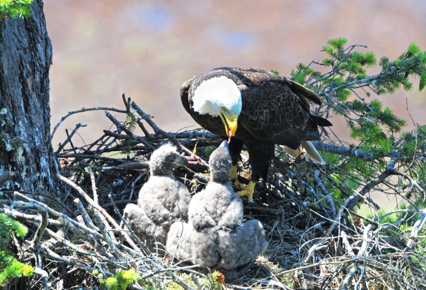 USPS Announces New Stamp Design Featuring Baby Bald Eagles