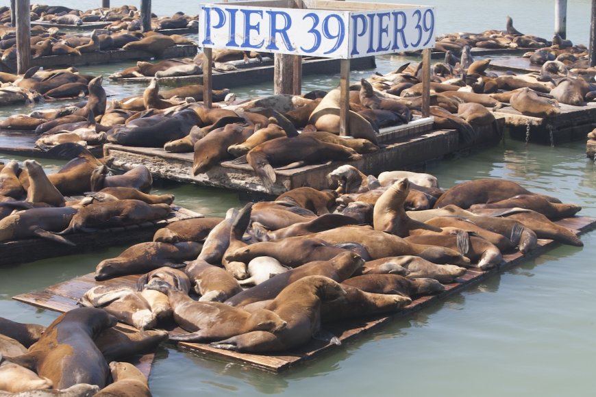 WATCH: Make Way for this Massive Steller Sea Lion on Pier 39