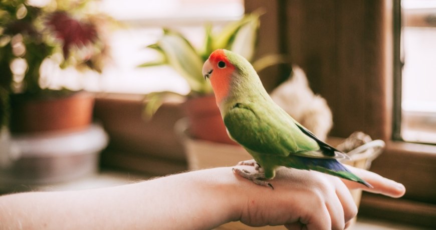 Pet Owner Finds A Way For His Injured Bird To Experience Flight Again