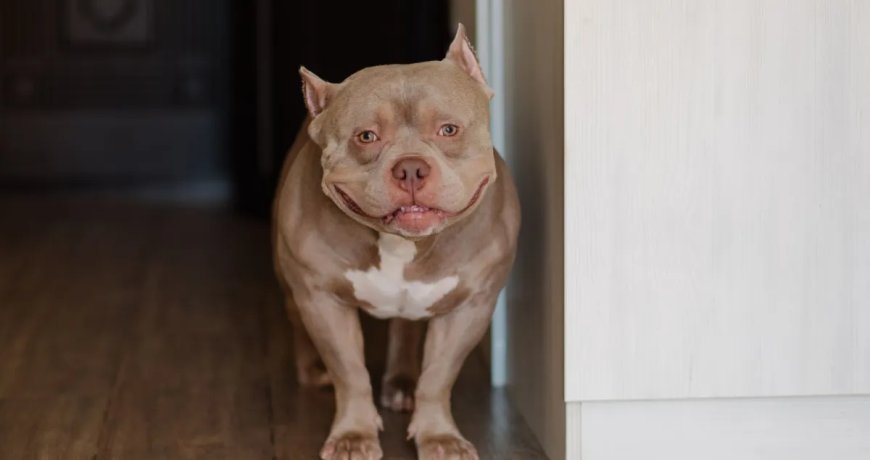 Shelter Dog Steals Hearts As She Enjoys A Piggyback Ride From Her New Mom