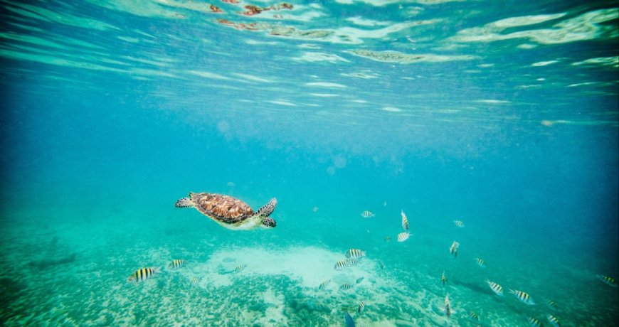 Little Girl Saved Endangered Sea Turtle While On Vacation