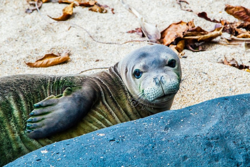 Hawaiian Monk Seal Gives Birth on Oahu Beach—See the Baby