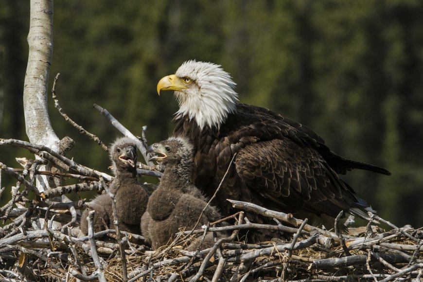 The Votes Are in: Two Famous Bald Eaglets Now Have Names