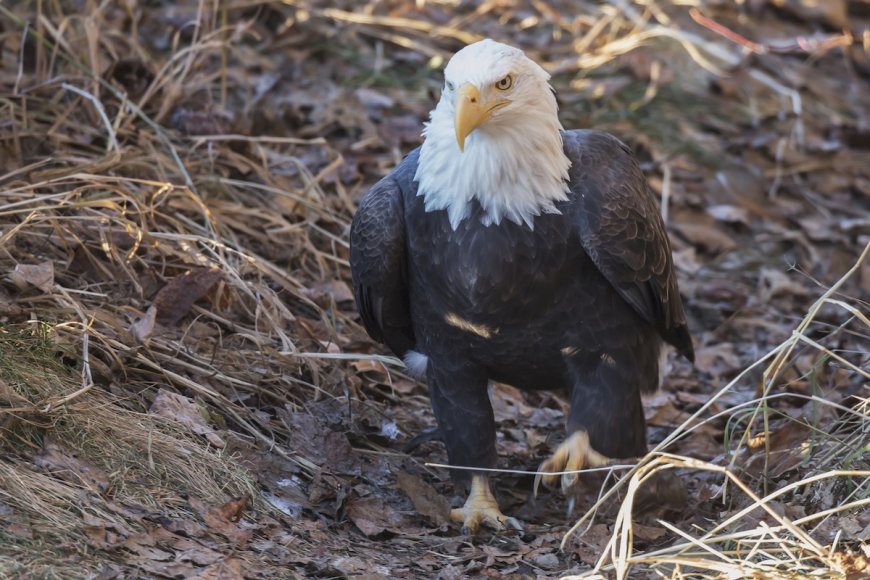 House Cat Stalks Bald Eagle Against Everyone’s Advice (Video)