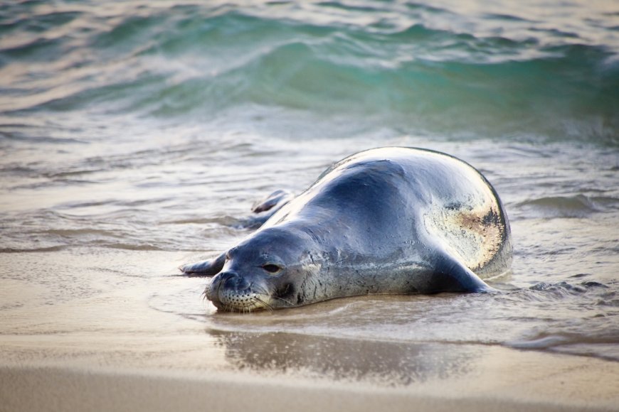 Man Throws Large Rock at Endangered Seal, Sparking Outrage