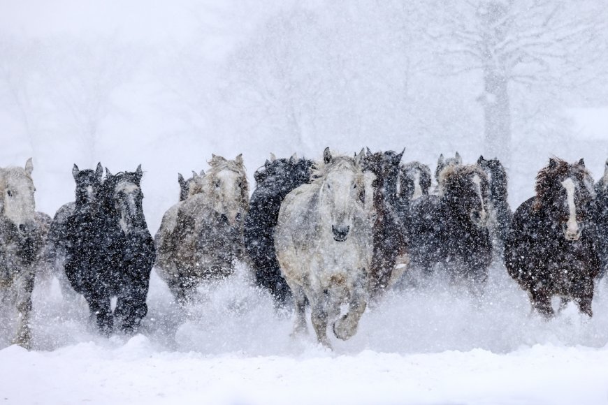 WATCH: Wild Horses Race Across Ski Slope, Shocking Skiers