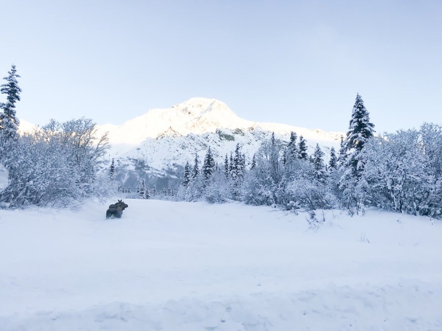Canadian Tow Truck Driver Stops to Help Moose Stuck in Ice