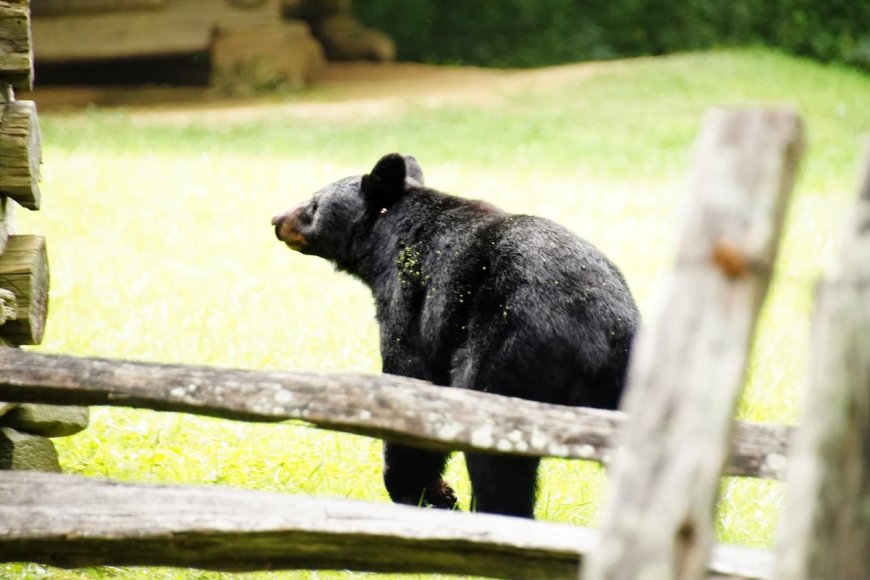 ‘Bizarre Scene’: Black Bear Locks Itself in Hotel Bathroom (Video)