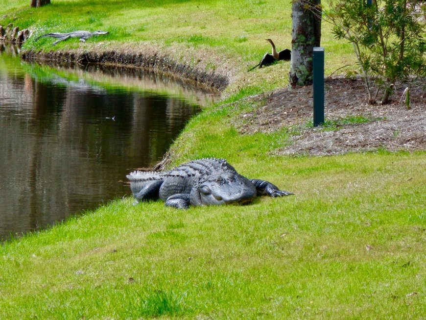 ‘Nobody’s Playing Hole 7’: Massive Alligator on Florida Golf Course