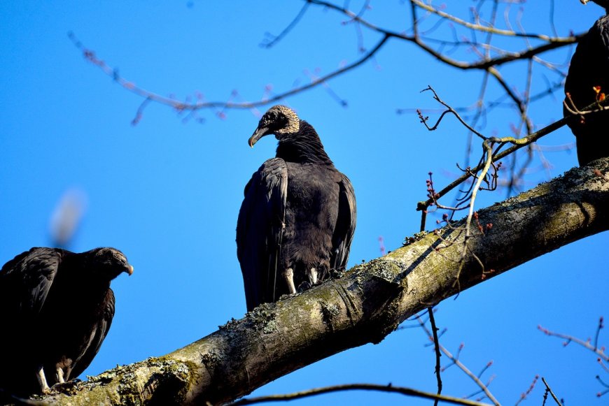 33 Dead Vultures Dumped at Great Smoky Mountains National Park
