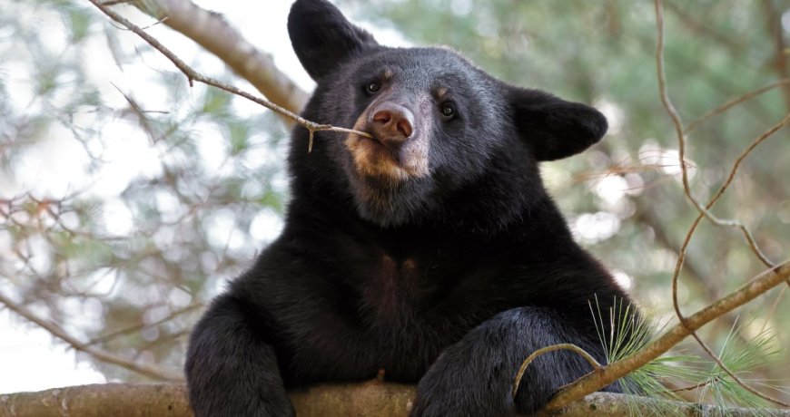 Black Bear Tries to Snatch Child Carrier from Gatlinburg Porch