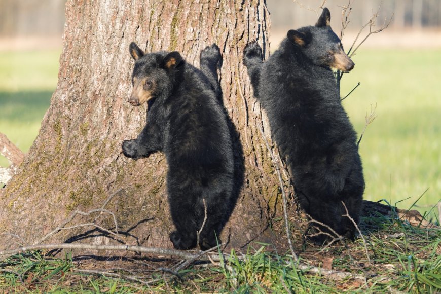Man in Tree Films as Bears Climb up to Him (Viral Video)
