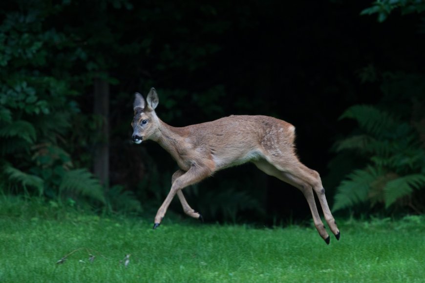 French Police Share Video of a ‘Drunk’ Deer With Warning