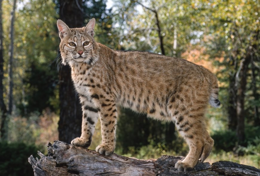WATCH: Bobcat Greets Toddler Through Glass Porch Door