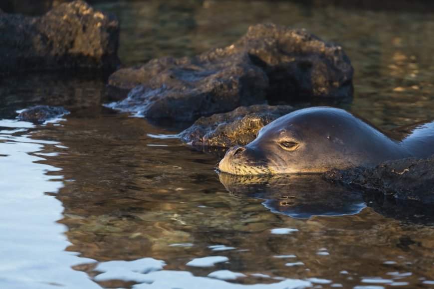 Hawaii Tourist Charged After Viral Seal-Harassment Video