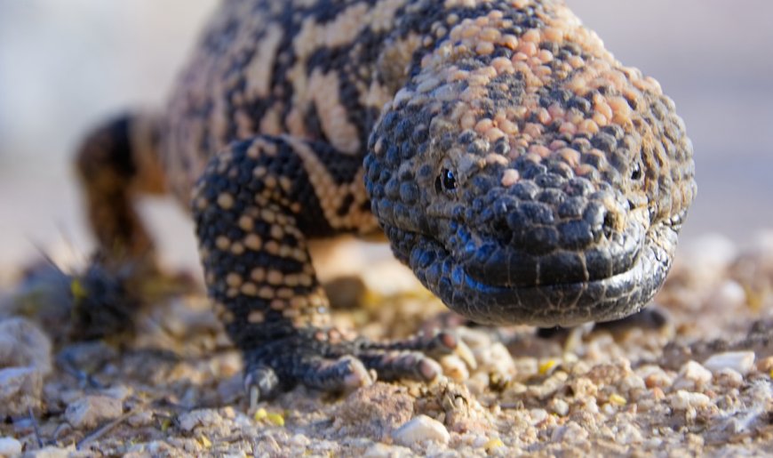 Who Has the Right of Way—Gila Monster or Rattlesnake? (Video)
