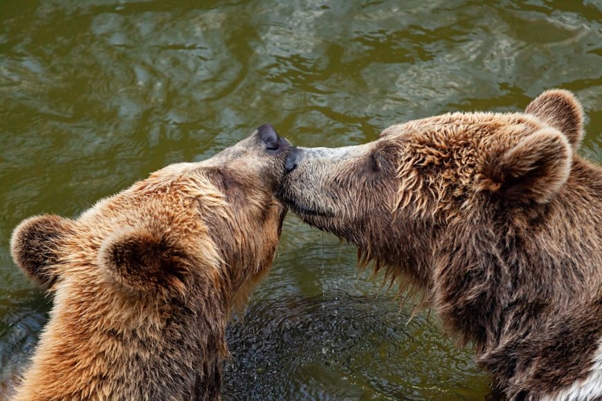 Mating Bears Block Trail for ‘Over an Hour’ in Alaska (Video)