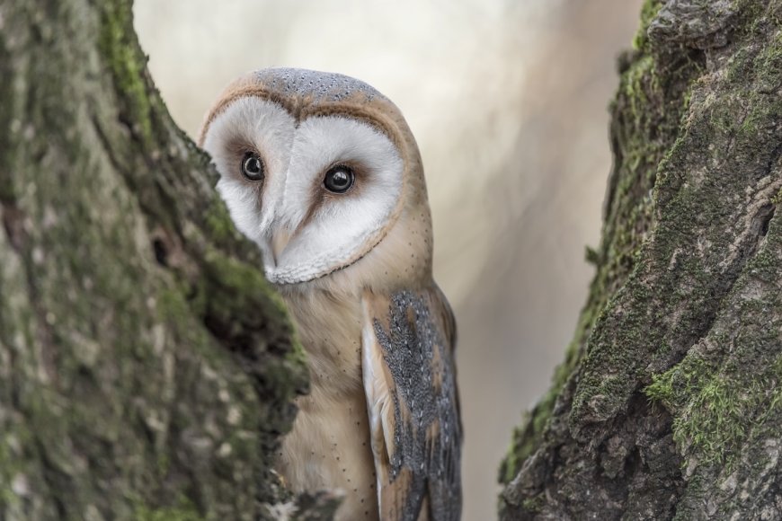 Sound up: Behold the Adorable Sound of an Owl Sneezing