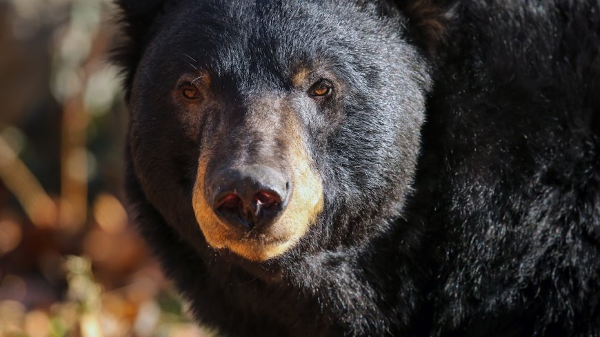 WATCH: Bear Peeks in to Say Hello to Mountain Biker in Canada