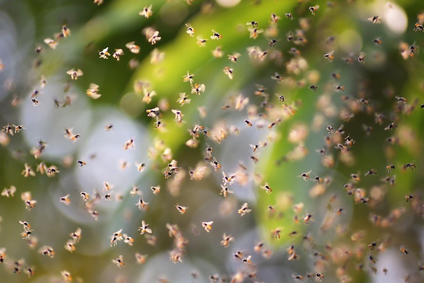 WATCH: Multiple Hikers Swarmed by Bees on Phoenix Trail