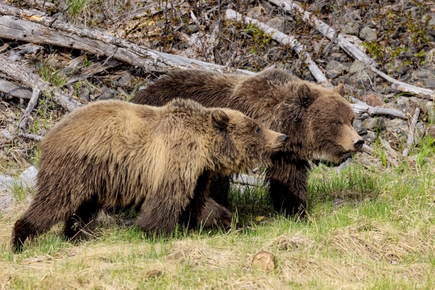 Man Sees 40 Grizzly Bears in One Day in Yellowstone Backcountry