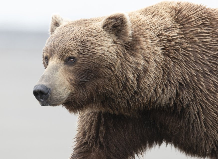 ‘An Absolute Unit of a Bear!’: Check out This Massive Grizzly