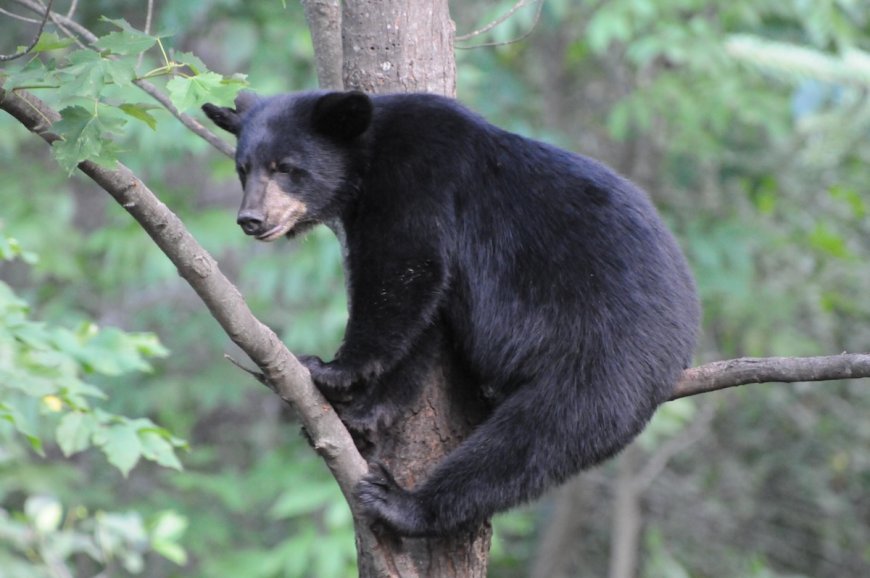 Two Bears Jump Fence Onto School Grounds (Video)