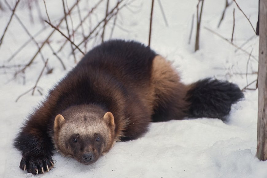 Caught on Trail Cam: Rare Wolverines in Idaho National Forest