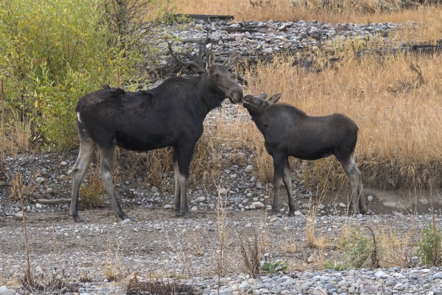 Angry Moose Attacks Person Walking Dogs in Colorado