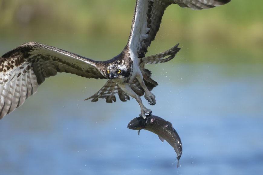 ‘Nature’s DoorDash’: Osprey Flies through Traffic with Large Fish