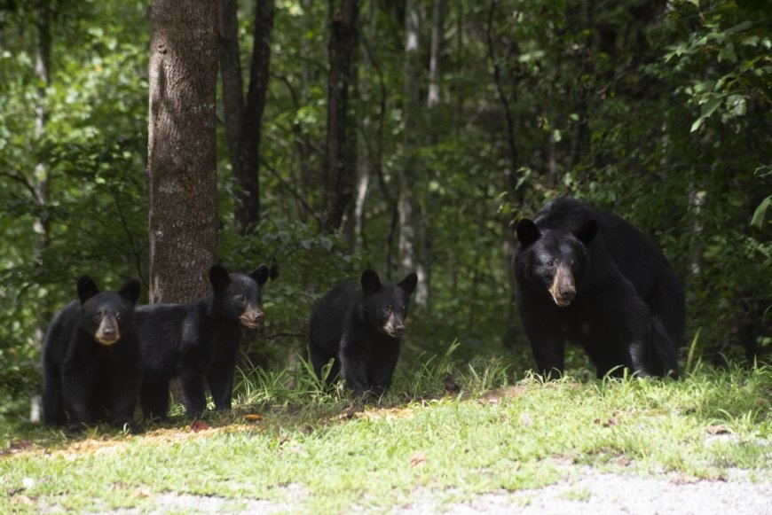 Mother Bear Attacks Trail Runner in British Columbia