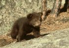 WATCH: Baby Bear Slips Through Patio Fence in Montana