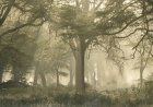 Trail Cams in Kenya Capture ‘One of the World’s Rarest Species’