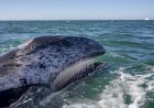 WATCH: Gray Whale Knocks Hydrofoil Rider off Board